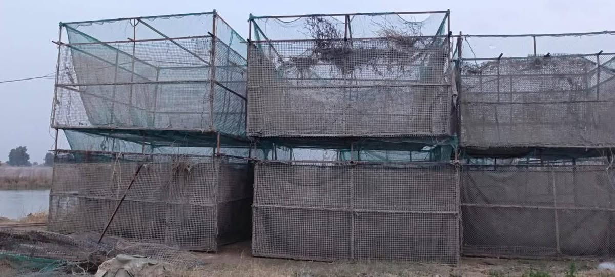 أقفاص سمك للبيع
سعر القفص 150
المكان النعيمية 
رقم صاحب الأقفاص 
‭0784 806 9889‬
