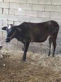 بجر سمينه • العماره