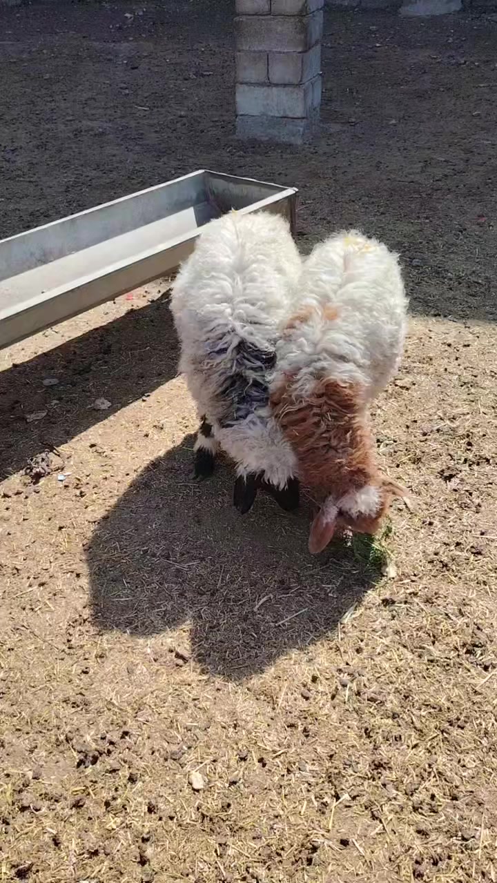 يوجد فطايم للبيع مال جنيه شرط النصاحه عله كل عيب
الشراي يخابرني علارقام 
زين *********** اسيا ***********
