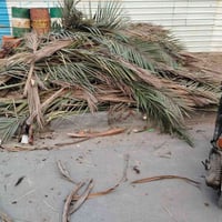 سعف • حي سومر ورا الصناعه • مجاني