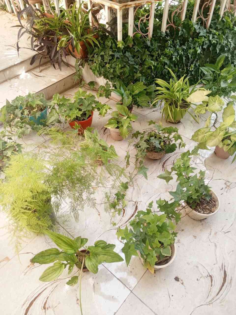 متوفر مجموعة من نباتات المنزلية العدد 15 قطعة
التواصل عبر الواتساب أو الاتصال على ***********
