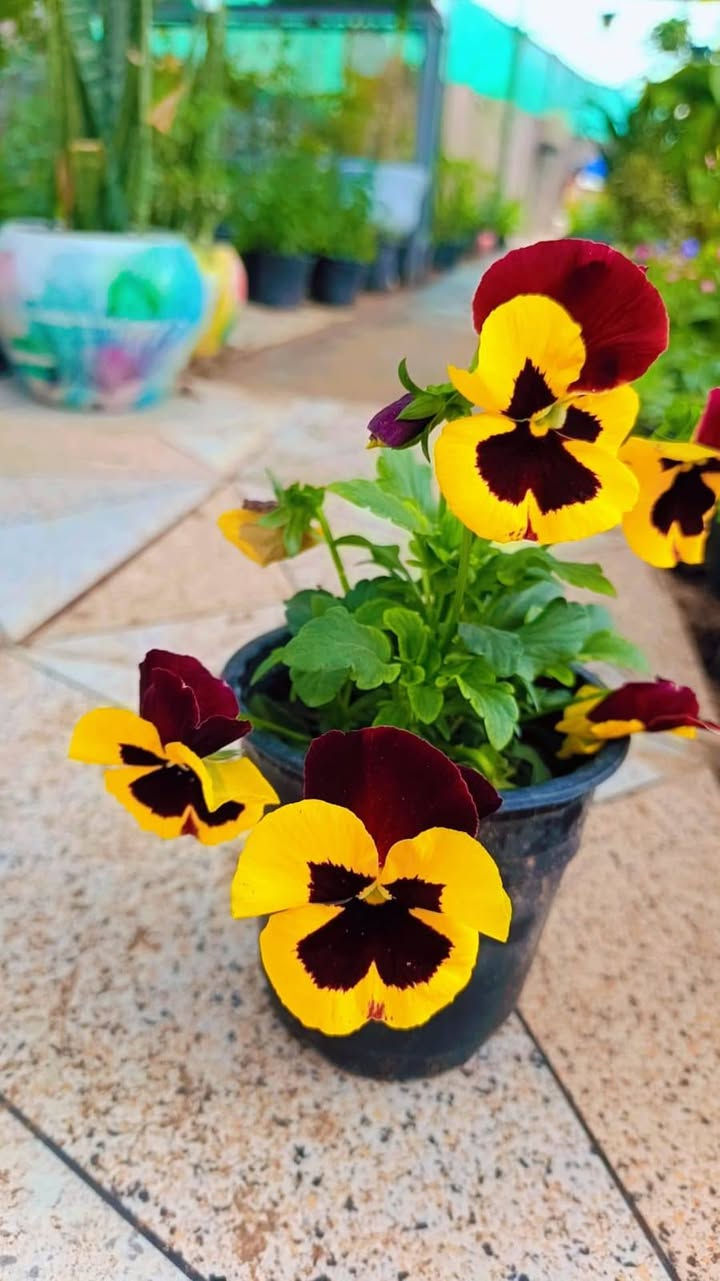 السلام عليكم ورد طبيعي على الف توصيل موجود


**إذا كنت صاحب هذا الإعلان وتريد حذفه لأي سبب، رجاءا أرسل رسالة إلى الدعم الفني**