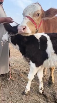 ياالله اللهم صلى على محمد وال محمد مطفل سمنتال متعهد كافه شروط الجني و...