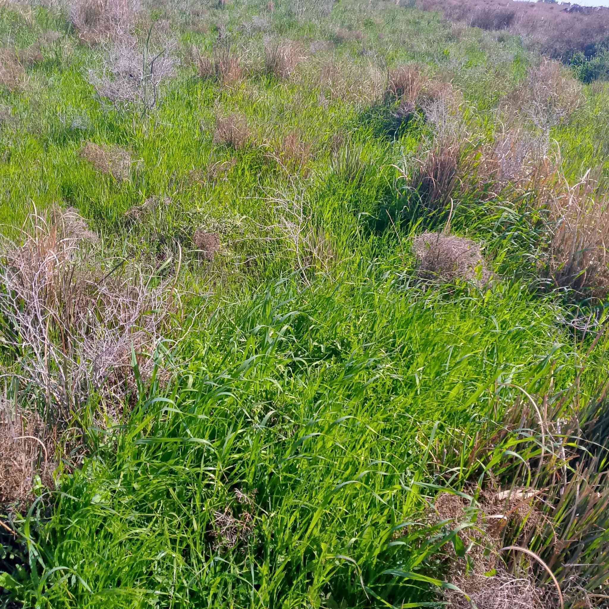 زرع للبيع شعير 7 دوانم بور دونمين ثخينات و5 فرجات مال سراحه الصور مو واضحات المكان البخلف الثانيه بسعر مناسب الشراي يراسل خاص او يتصل على الرقم ***********
