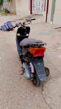 عصفوري • فحل • معدل فول