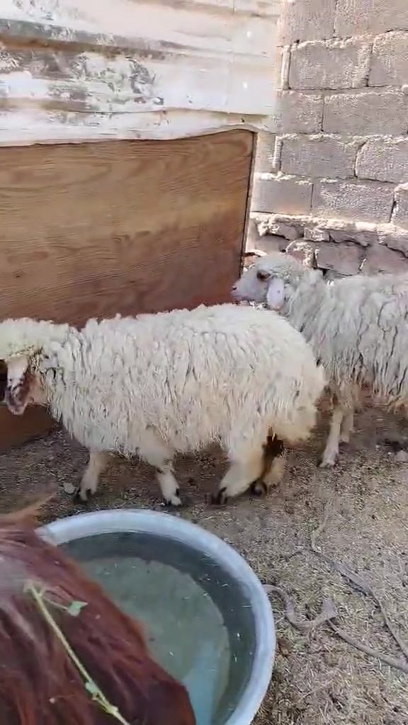 4 فطايم يرهمن لحم ويرهمن ربط ناصحات مرتبات سعر الزوج 550 وبيهن مجال الي يريد وحده او 2 هم نبيع
مكانهن الكرابلة 
للتواصل على الخاص او الأتصال بالرقم👈***********. الرقم عليه واتس للي ماعنده رصيد
