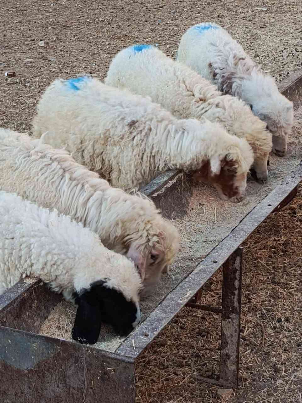 يوجد طليان و فطايم العدد 5 الكلي شرط نصاحه سعر الوحد 200الف المكان بيجي رقم الهاتف ***********.    ***********
