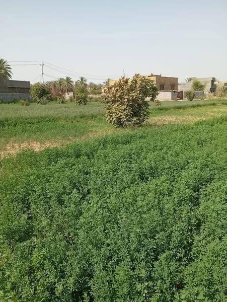 مساحات مختلفة واجواء ريفية نقية وهادئة 

بعيداً عن ضجيج المدينة طابو زراعي سند 25 

للأستفسار الأتصال ***********
