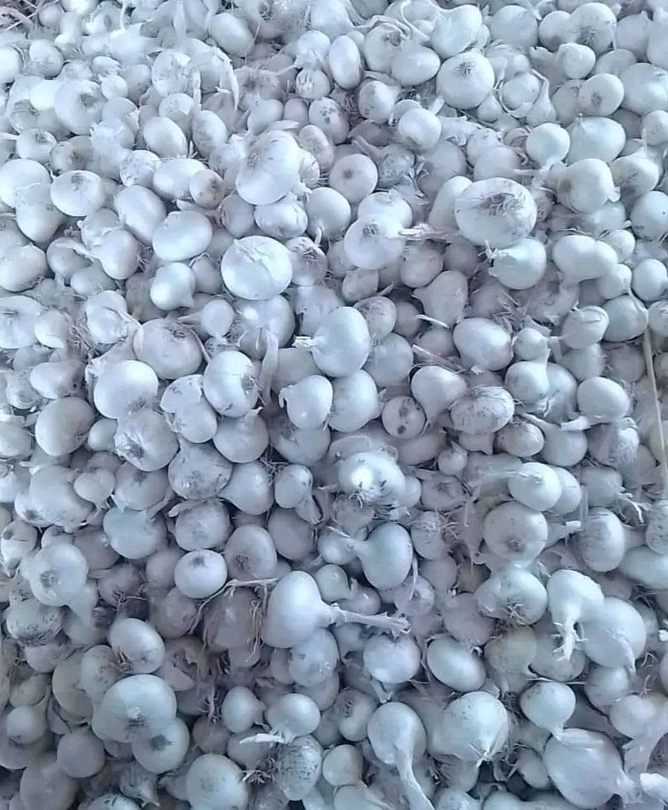 السلام عليكم يوجد بصل احمر  وبصل ابيض  محياش جديد  حسب الكميه
بصل الاحمر 750
بصل الابيض ب500

الماعنده يجي ياخذ بلاش
رزقي ورزقك  ع الله 

‏‪***********‬‏
