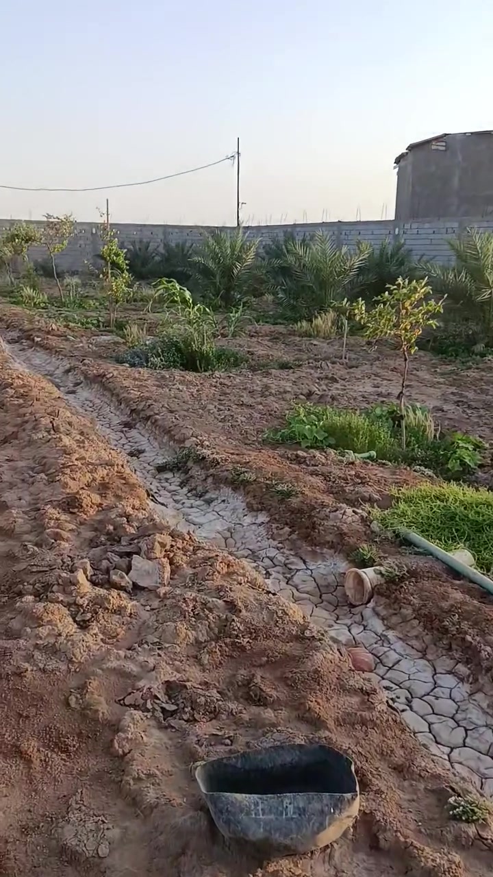 السلام عليكم مزرعه للبيع
المساحه 2 دونم تحتوي نخيل برحي عدد30 واصناف اخرا عدد25=55نخله
تحتوي ع سدر مايقابر ال15كبار و70 سدره زغار
كافه الخدمات كهرباء ماء شارع تبليط
الموقع النشوه منطقه الصكاريه 
السعر المطلوب 220مليون
*********** اتصال+واتساب
