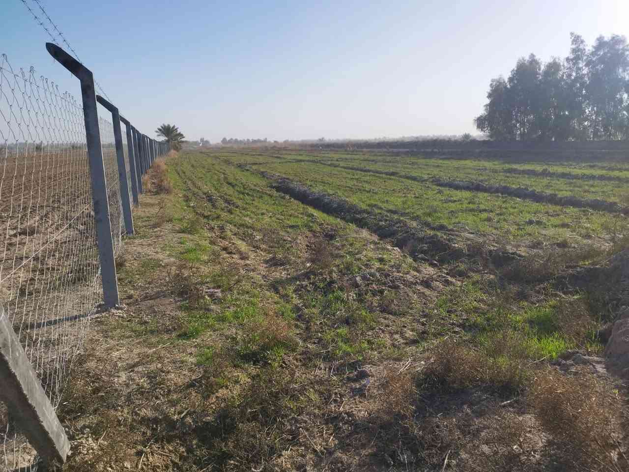 السلام عليكم 
ارض 8 دونم للبيع طريق كربلاء عقد زرعي
طريق يا حسين عمود 256 منطقه ام نعجه 
ارض طينيه واصله ماء وكهرباء 
ومايه من المشروع الرئيسي 
الأرض فارغه مسيجه وجاهزه يمه سكن وبساتين تبعد عن الشارع العام طريق كربلاء 2 كيلو 
هذا صور السكن الي بصفه وهذا البساتين الي مزروعه يمه 
***********
