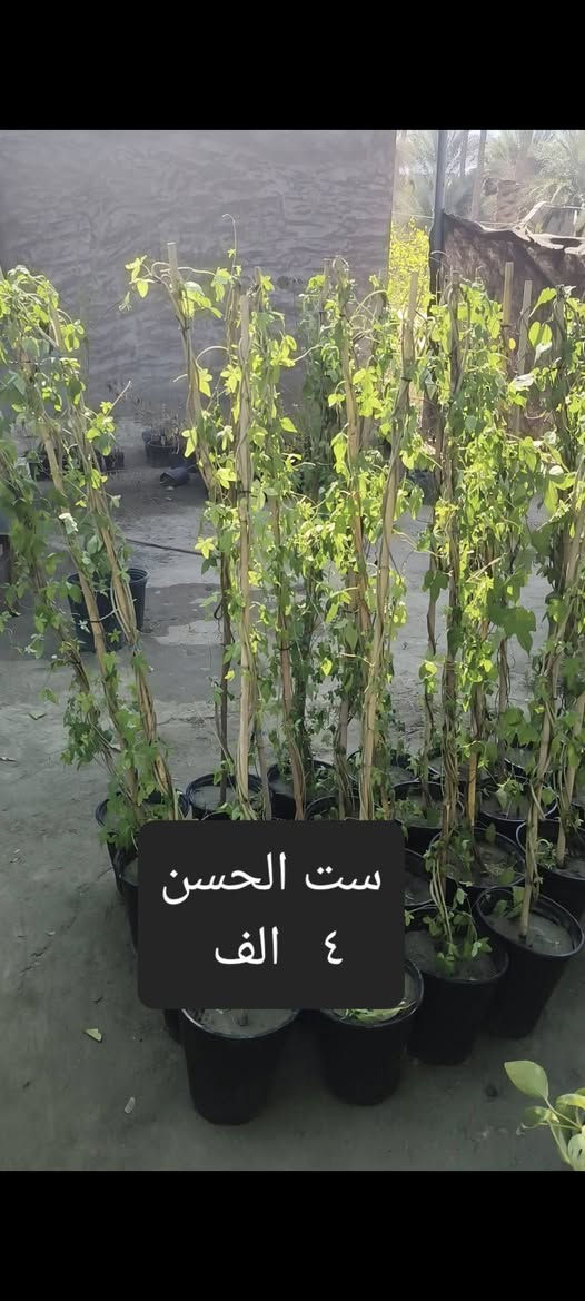 من رخصة 
الادمن نباتات ضليه وخارجيه التوصيل مجاني لمناطق واحياء كربلاء فقط الحجز واتساب  ***********
