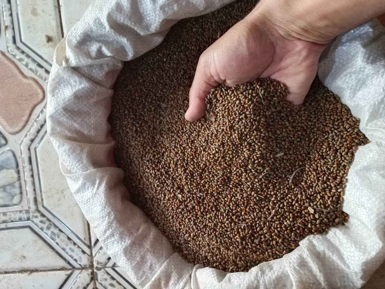 السلام عليكم موجود (طن بذور سيسبان للبيع) حصاد حاصودة للستفسار على رقم ***********
