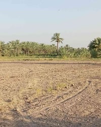 دونمان • سند ٢٥ • واجهة ٨٠م