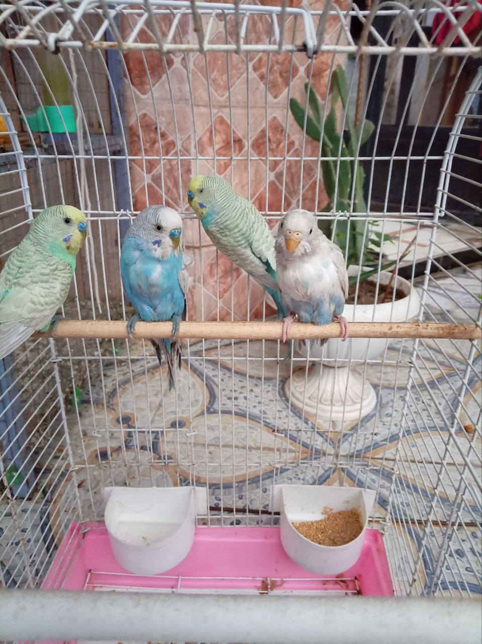 بلابل حب للبيع
سعر الزوج 12وبيه مجال للاستفسار ***********
