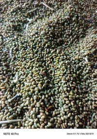 بذور سيسبان • درجة أولى • الحمزه الغربي