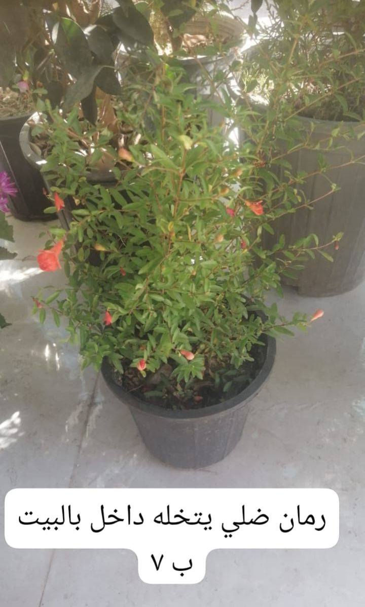 انواع الورد العطريه والضليه الي يريد يشرف المشتل وحياكم الله اسعار مناسبه العنوان سده البوعلي جاسم قرب محطه اساله الماء فيد ابن الديره وانت المستفيد اللهم ارزق كل شخص فت له باب رزق


**إذا كنت صاحب هذا الإعلان وتريد حذفه لأي سبب، رجاءا أرسل رسالة إلى الدعم الفني**