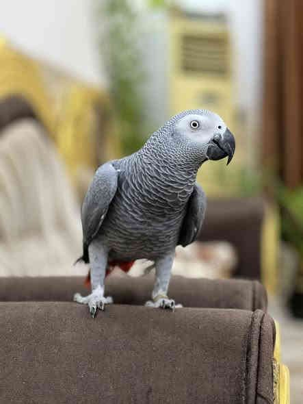 ماشاء كاسكو محلق حلقه ذهبيه فول اليف طينه متكلم الطير جناح كامل ممكصوص بي من ١٠ الحد ١٥ كلمه
العنوان كركوك راس دوميز قرب حسينيه جعفر الصادق
***********
