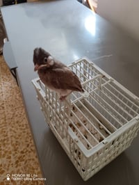 فراخ بلابل • طيور • ٢٥ قفل