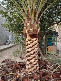 من رخصه الدمن يوجد. كادر تكريب نخيل نقل فسايل تكريب تنضيف علاج ها 0782...