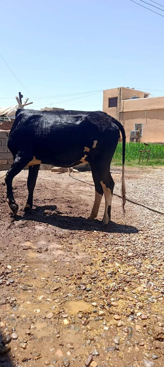 السلام عليكم يوجد بجر جنس درجةاولى  ومصرفه له اسبوع مال جناي الاستفسار ***********
