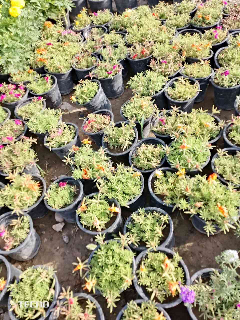 🌿💥 عروض الموسم 💥🌿

🌸 خد العروس القطعة بـ 1,000
🌿 الدودونيا القطعة بـ 1,000
🌴نخل واشنطني قطعة بـ 1000
🌲 العفص التركي القطعة بـ 2,000
🌼 الأتيكوما الصفراء القطعة بـ 3,000
🌹 ورد الجمال القطعة بـ 3,000
🌸 الرازقي العطري القطعة بـ 3000

🌺🌿🌸 الجعفري + ناز ناز + مينا زاحف + بيتونيا
📦 7 قطع كاملة بـ 5,000 دينار فقط 

❤️ دم العاشق الكويتي القطعة بـ 2,000 (زهرة العشاق)
🌾 الياس العراقي القطعة بـ 2,000 (عطر فواح)

🍇 العنب الأسود الفرنسي القطعة بـ 4,000 (ثمر)
🍎 الرمان العراقي درجة أولى القطعة بـ 4,000 (ثمر)

---

🔖 عروض القطعة بـ 2,500 دينار:

المنتج التفاصيل
👰 تراجي العروس القطعة بـ 2,500
☕ عطر چاي القطعة بـ 2,500
🌵 شوك المسيح (أبيض وأحمر) القطعة بـ 2,500
🌿 روزمار القطعة بـ 2,500
🌺 كاريزيا القطعة بـ 2,500
💧 دمع الطفل القطعة بـ 2,500
🔥 بخور القطعة بـ 2,500

---

🔖 عروض القطعة بـ 5,000 دينار:

المنتج التفاصيل
🌺 الدفلة (أبيض، وردي، بصلي) القطعة بـ 5,000
🍊 البرتقال القطعة بـ 5,000
🍎 التفاح العراقي القطعة بـ 5,000
 

---

👑 المتميز الفاخر:

المنتج السعر
🍋 نارنج (طول 2.5 متر وكثيف) القطعة بـ 7,000

🌳 البيزيا القطعة بـ 5,000 (مخفضة)

---

📍 الموقع: (خانقين/تقاطع سبعه نيسان داخل)
📞 للطلب والاستفسار :(***********) 
💬 راسلنا على الخاص للحجز فوراً
