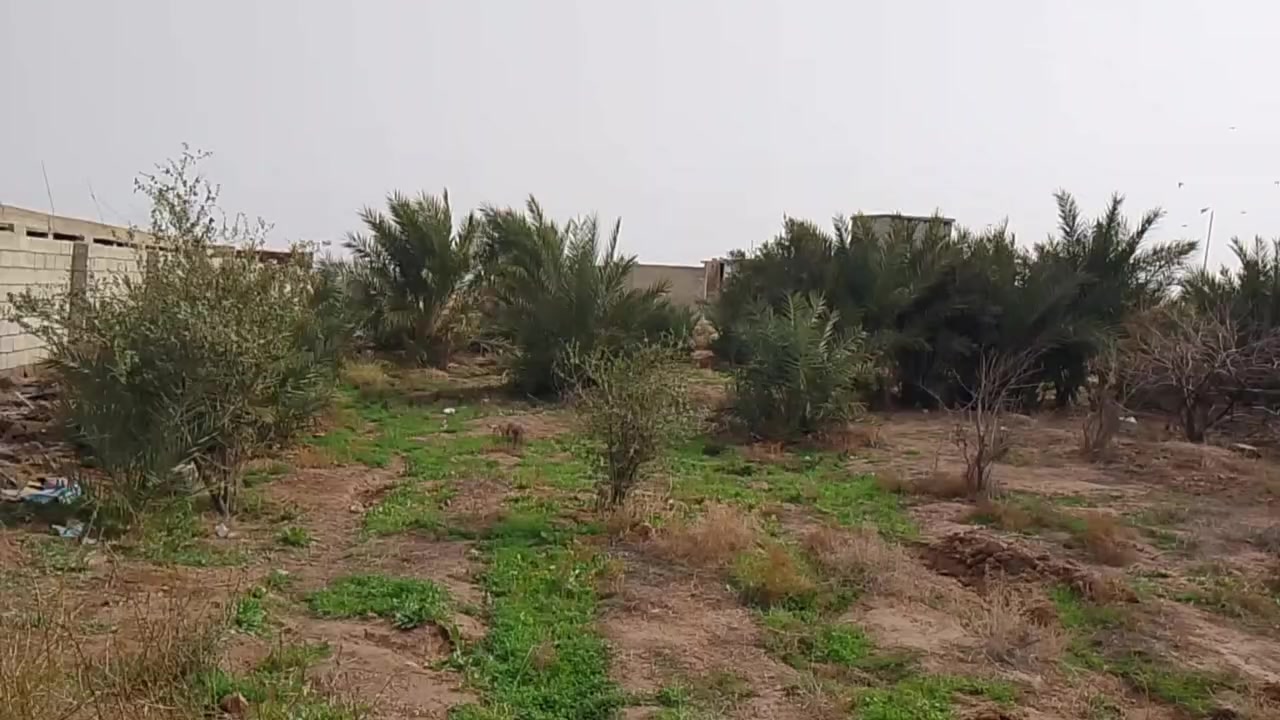 سلام عليكم ٤ دوانم البيع بل نهروان بستان وحقل مال مواشي عرضه ١٦ ونزاله ٦٢ متر الساس رفت شريطي والسكف مسلح وندك وجسور جاهز بيبانه وقطع ٨ قاعات   ***********اسيا ***********
