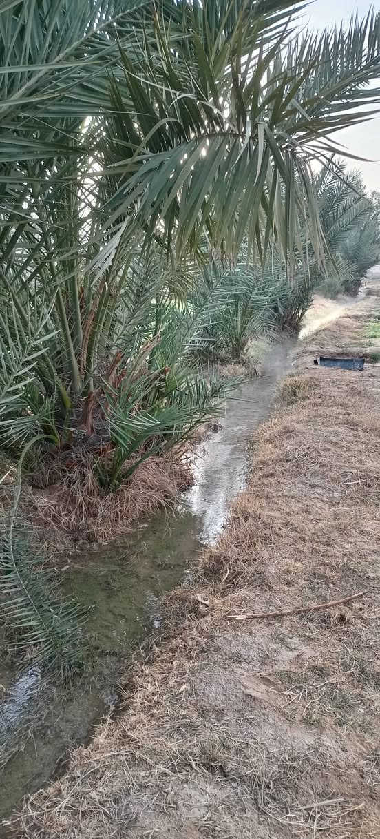 سلام عليكم كاع للبيع 15دونم  عله طريق كربلاء نجف  دونم 8 ***********
