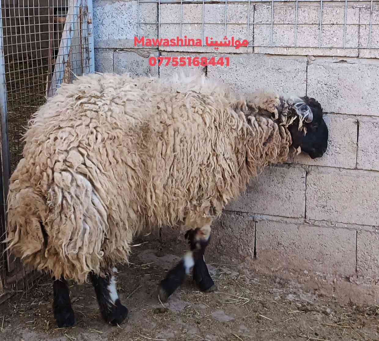 تم حجزه من قبل أحد الإخوة  من أضاحي مواشينا Mawashina  في كركوك 

أساس عملنا الثقه وهذه مانوفره لكم

اغنام عراقيه
اعلاف نظيفه 
رعايه صحيه وبيطريه 

متاح أضاحي بأوزان وأحجام مختلفه 
العراق كركوك 
***********
خدمه العملاء واتس اب وهاتف 

نوفر لكم 
خدم الحجز الالكتروني والدفع بل ماستر 
توصيل لباب المنزل بل عيد مع قصاب 
خدمه ذبح وتوزيع بل نيابه

