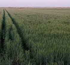 🌾 فرصة استثمارية مميزة – أرض زراعية للبيع في واسط / شيخ سعد

للبيع أرض زراعية بموقع ممتاز على خط المصندك، مناسبة للزراعة والاستثمار.

✅ المساحة: 175 دونم
✅ 25 دونم ضمن عقد (35 الزراعي)
✅ صالحة للزراعة
✅ الأرض مضروبة ليزر حوالي 75 دونم
✅ تحتوي على حصة ماء
✅ واجهة على شارع رئيسي
✅ تبعد 1 كم فقط عن الشارع العام
✅ تبعد حوالي 7 كم عن الولاية

📍 الموقع: واسط – شيخ سعد – خط المصندك.

📞 للاستفسار والمعاينة:
***********

للمهتمين يرجى التواصل، والسعر يُذكر عند الاتصال.
