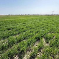 ارض زراعيه • ماء وكهرباء • خلف جامعه سومر