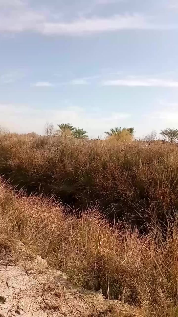 أرض للبيع المساحه دونمين في مقاطعة حسان بن ثابت قرية النخيله السعر 55 مليون قابل للتفاوض وللاستفسار الإتصال على الرقم الآتي ***********
