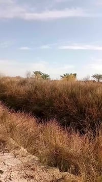 قرية النخيله • مقاطعة حسان بن ثابت • ٥٠٠٠م