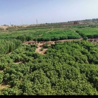 اعلان ١١ دونم لبيع شاطيئه واجهه لارض ٥٠٠ متر  تحويل مباشر طابو ٢٥ البي...