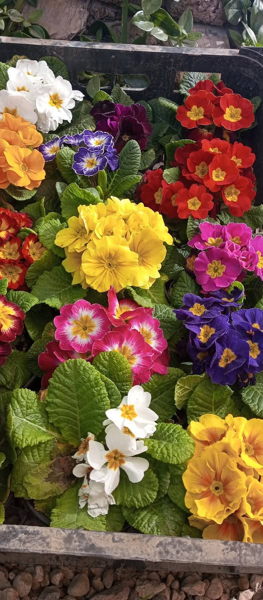 ❤﷽ ❤
#مشتل_طيبه_القائم_قرب_عيادة_الدكتوره_لمعان_... يرحب بزبائنه الكرام
تم بحمد الله...وصول وجبه جديده من الورود والاشجار ...
.........🪴💐
»💞مشتل طيبه مجاور عيادة الدكتوره لمعان💞
🍁🍂🌹━_✘✘_━🌹🍂🍁
✧════•❁❀❁•════✧
للحجز والاستفسار واتساب 
***********
✧════•❁❀❁•════✧
