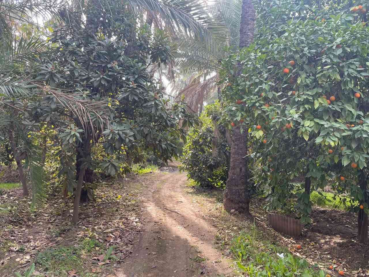 🌷🌹بساتين عدد 2 للبيع / ديالى خانقين / كوجة باغ جلوه طابو صرف 
واحد منهم 10 دوانم 
والثاني 4 دوانم  / مثمر اثنينهم 

السعر / كل دونم 70 مليون 

للأستفسار اكثر اتصال بالارقام فقط 
***********
***********
مكتب فريا موفق للعقار
