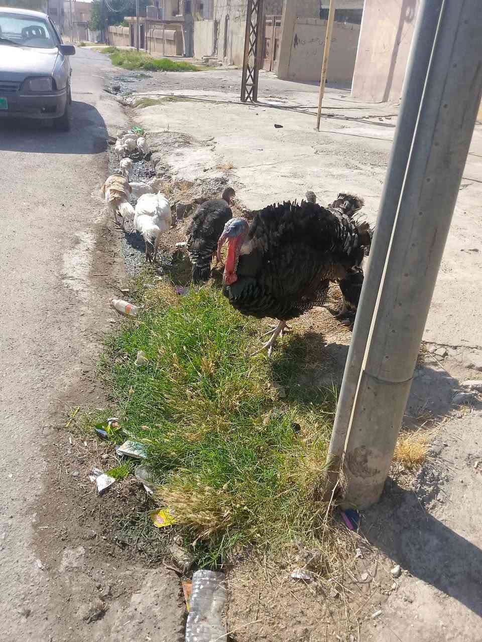 علو هولندي للبيع عنوان طريق مستشفى العام مقابل دكتوره ولاء اي ***********
