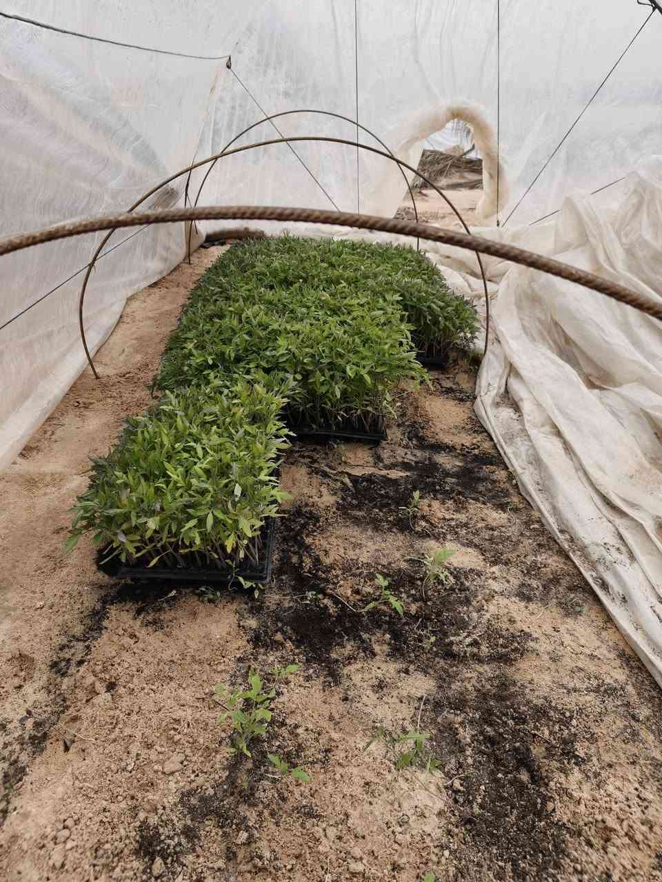 السلام عليكم توجد لدينا شتل صيفي فلين نوعيه جيده مزارع كربلاء عمود 947 /موبايل ***********//***********
