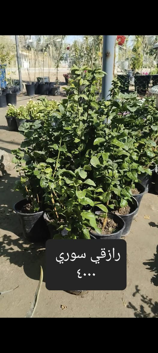 من رخصة 
الادمن نباتات ضليه وخارجيه التوصيل مجاني لمناطق واحياء كربلاء فقط الحجز واتساب  ***********
