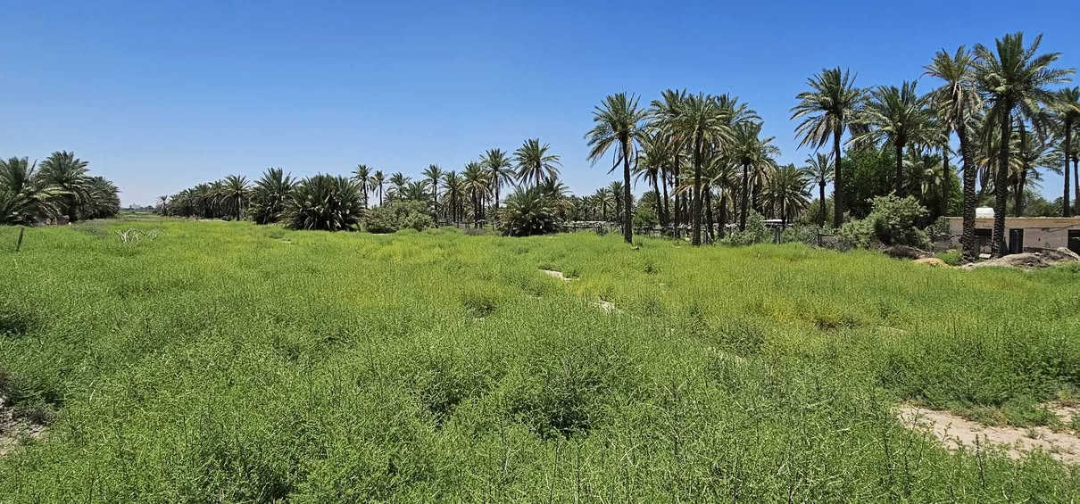 💢أهلا وسهلا بكم متابعينا الكرام الملاك للعقارات كربلاء 

💢 أرض زراعية بمساحة 4دونم و ثلث الواجهة 25 تقريبا والباقي نزال تحتوي على مجموعة من النخيل 
جميع الخدمات متوفرة( تبليط _ كهرباء _ ماء ) تبعد عن الشارع العام كيلوين تقريبا تصلح للسكن أو للزراعة أو للترفيه 

💢 جنس الأرض طابو زراعي سند 25 سند منفرد بالمساحة تحويل أسهم بأسم المشتري ( ورثة لديهم جميع الثبوتات من قسام و وكالات ) تاخذ تحويل 

💢 العنوان// كربلاء _ شارع النجف عمود 1141 منطقة الجدار 

💥 الشراي يراسلنا واتساب ندزله فيديوا من الأرض للشارع مع التوضيح المفصل مع السعر 💲

🎬 يوجد فيديوا بالتعلقيات يوضح جميع التفاصيل 

💢 النجاة في الصدق #المصداقية_عنواننا

أي إستفسار يرجى الاتصال أو المراسلة على الأرقام التالية: 
               محمد أبو ملاك الحسناوي 
☎️ ***********   ☎️***********
 #عقارات_كربلاء #عقارات_طويريج #عقارات_بغداد #كافة
