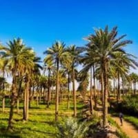 دونم ونص • بستان نخيل • ابو حصوه