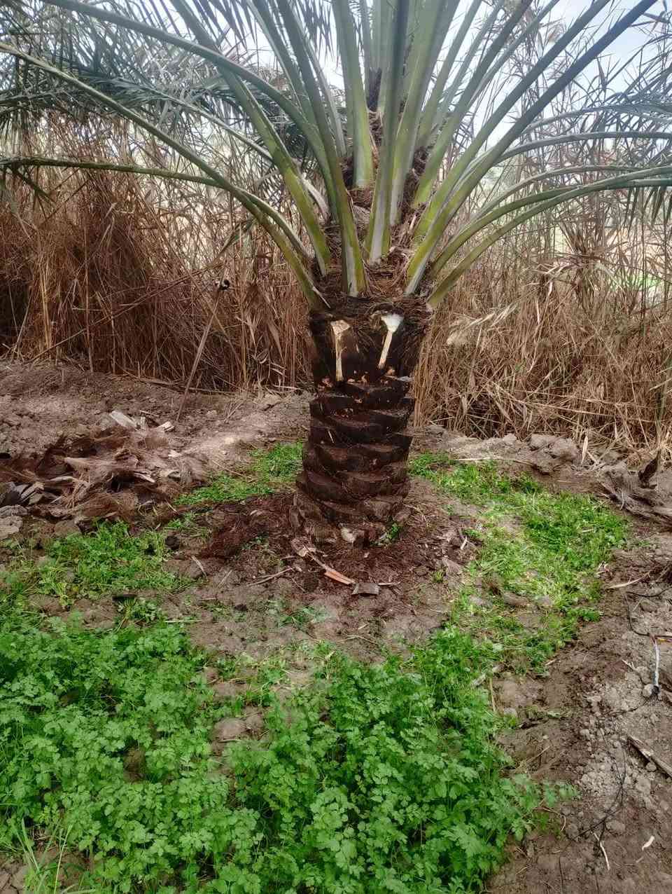 السلام عليكم (اخوان الي يحتاج فلاح من البصره موجود خوش ولد وفقير يشتغل تلقيح نخل تكريب ترتيب حدائق قص الاشجار حرث الحدائق والبساتين زراعه ثيل كلشي يشتغل للتواصل هاذ رقمه‏ ‪***********‬‏ @إشارة
