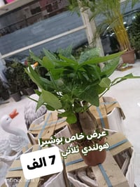 الرمادي العزيزية • عرض العيد • كمية محدودة