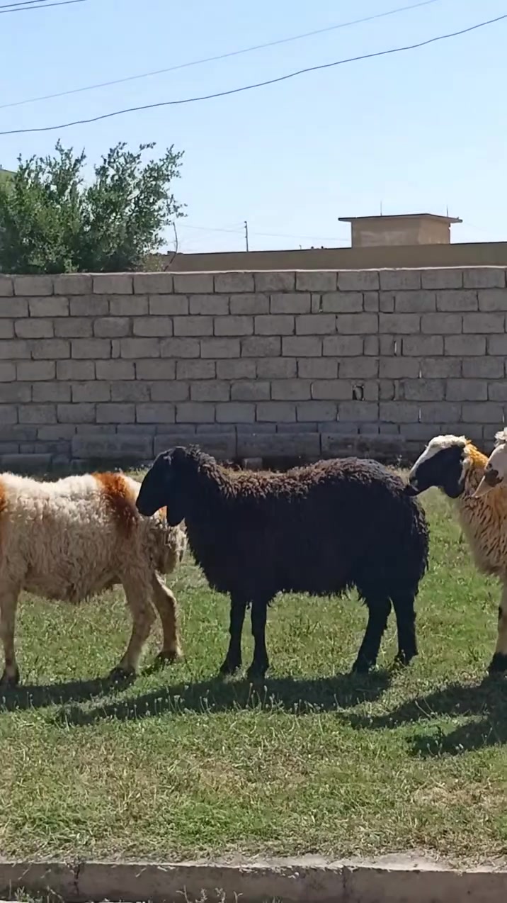 السلام عليكم
دجات العدد 3
ونعجه بگمه صرصه 
حانيه شهرين الشايلتو الثالث
مكفلات من كل عيب 
مكاني الشرقاط قرية شكرا 
***********
