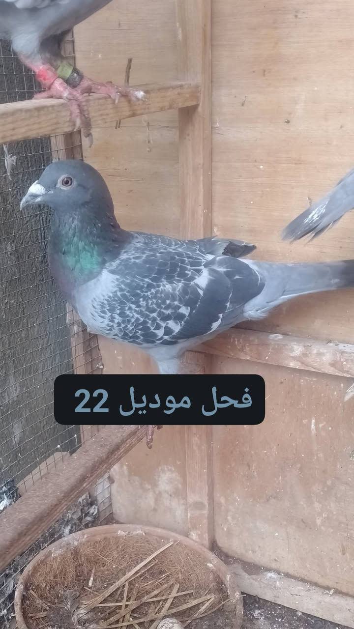 #سلام #عليكم #شباب #ماشالله #تبارك #الرحمن 
 متاح طيرة وفحل على وجه مبياض زاوجات انشالله 
الراغب بلشراء يراسلني على صفحتي متواجد تمام 
او هذا رقمي *********** أتصلو أو راسلوني واتساب 
ملاحظة اي توصيل ماعندي العنوان بغداد
 سعرهن 25 الف وبيهن مجال قليل حك جيه فقط 
#ومن #الله #التوفيق
