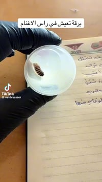 عيادة الرحمة البيطرية • طب وجراحة بيطرية • منطقة الحلابسه