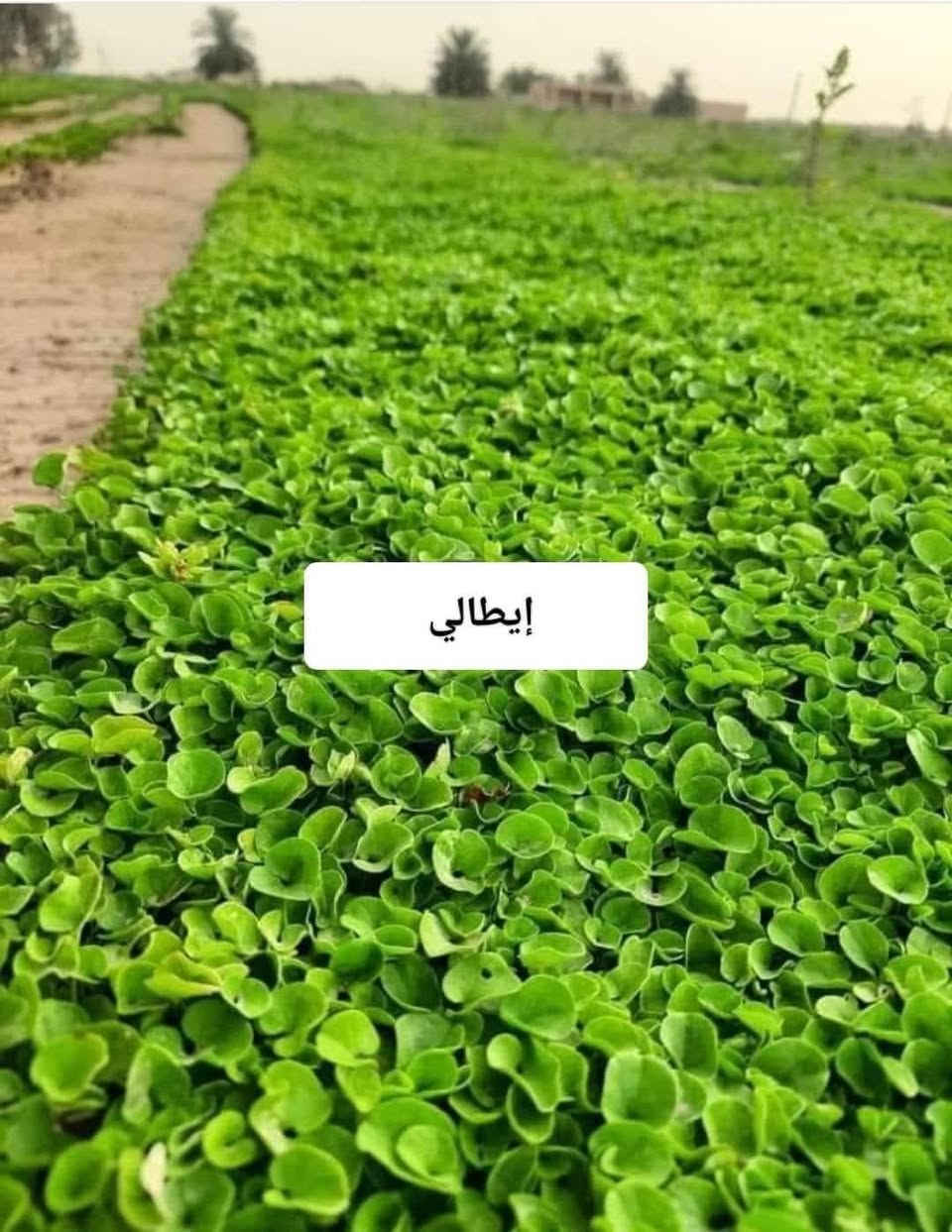 باسعار ثيل ديالى الطبيعي 🏡
أهلاً بكم في مجموعه مزارع ابو عباس  الثيل الطبيعي مزارع ديالئ  🌿🌱
 نقدم لكم افضل انوع الثيل الطبيعي عالي الجوده يتحمل كافه الضروف البيئية.🌦️🌞
دائم الخضرة🌿🌳 وباسعار تنافسيه ☘️❤️
#مستعدون لتجهيز وفرش الحدائق🏡 ودوائر الدولة🏡والمنازل🏡🏡
و تجهيز الملاعب🏟️ والمنتزهات الجودة العالية في العمل👷👷

مع خدمة التوصيل خلال24ساعه🚛🚛
الاسعار 💵💸 تختلف حسب الكمية 
للاستفسار الاتصال على : الرقم 
او التواصل مع الصفحه  او ارسال رسالة على الوتساب ‏‪***********
