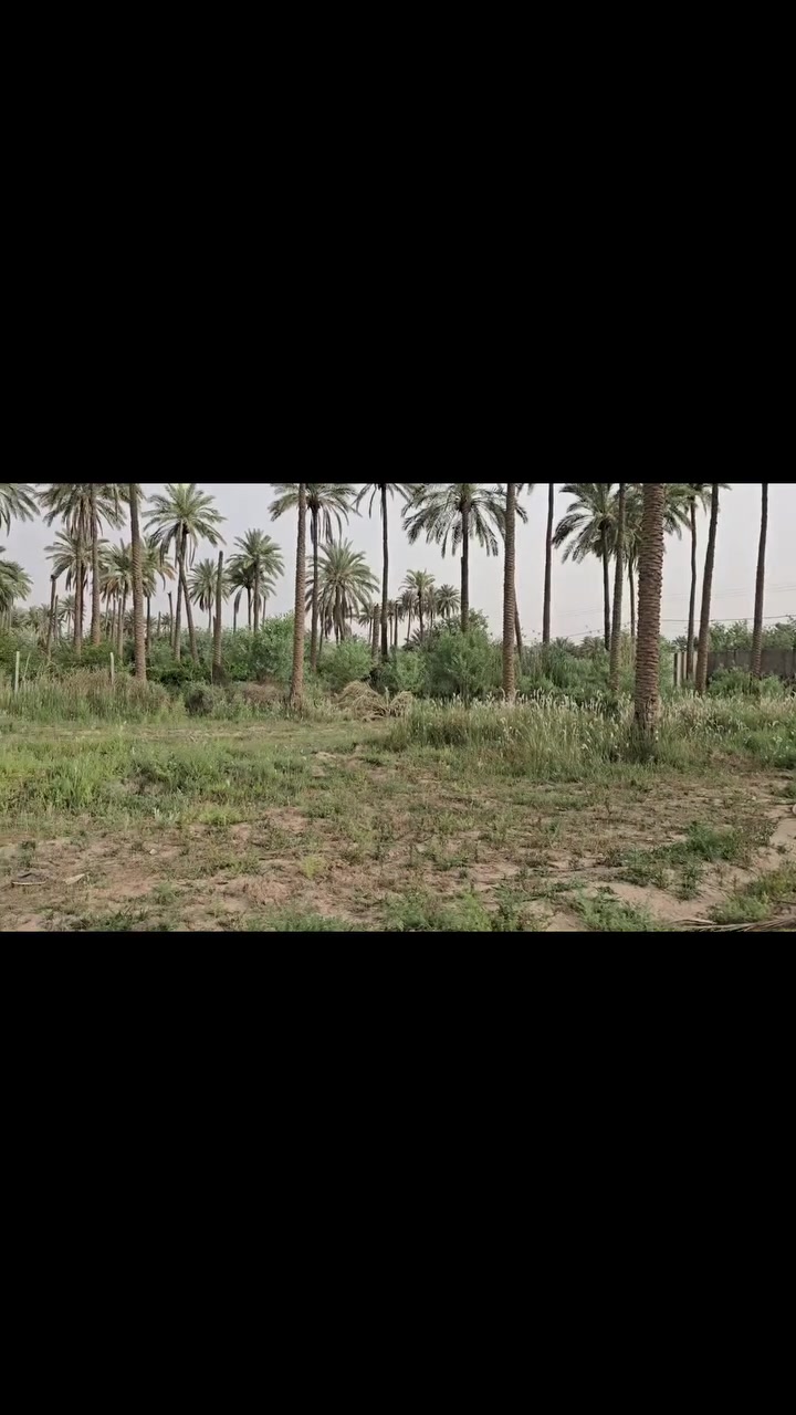أرض زراعية للبيع 

🔴 التفاصيل 

🔹️ مطلة على شط الكوفة 
🔹️ على الشارع العام 
🔹️ العرض بداية الأرض( 45 ) متر . وبعدين يصير العرض ( 60 ) متر 
🔹️ مساحة الأرض الكلية 8 دونم 
🔹️ مساحة الأرض الشاطية 1000 متر 
🔹️ مسيجة بالكامل 
🔹️ طابو سند 25 
🔹️ باسم شخص واحد 
🔹️ متوفر جميع الخدمات 

🔴 سعر الدونم 60 مليون 

🔸️ الموقع : الكوفة شارع ال عيسى 

للتواصل والاستفسار 
***********
***********
امجد ابو حسن
