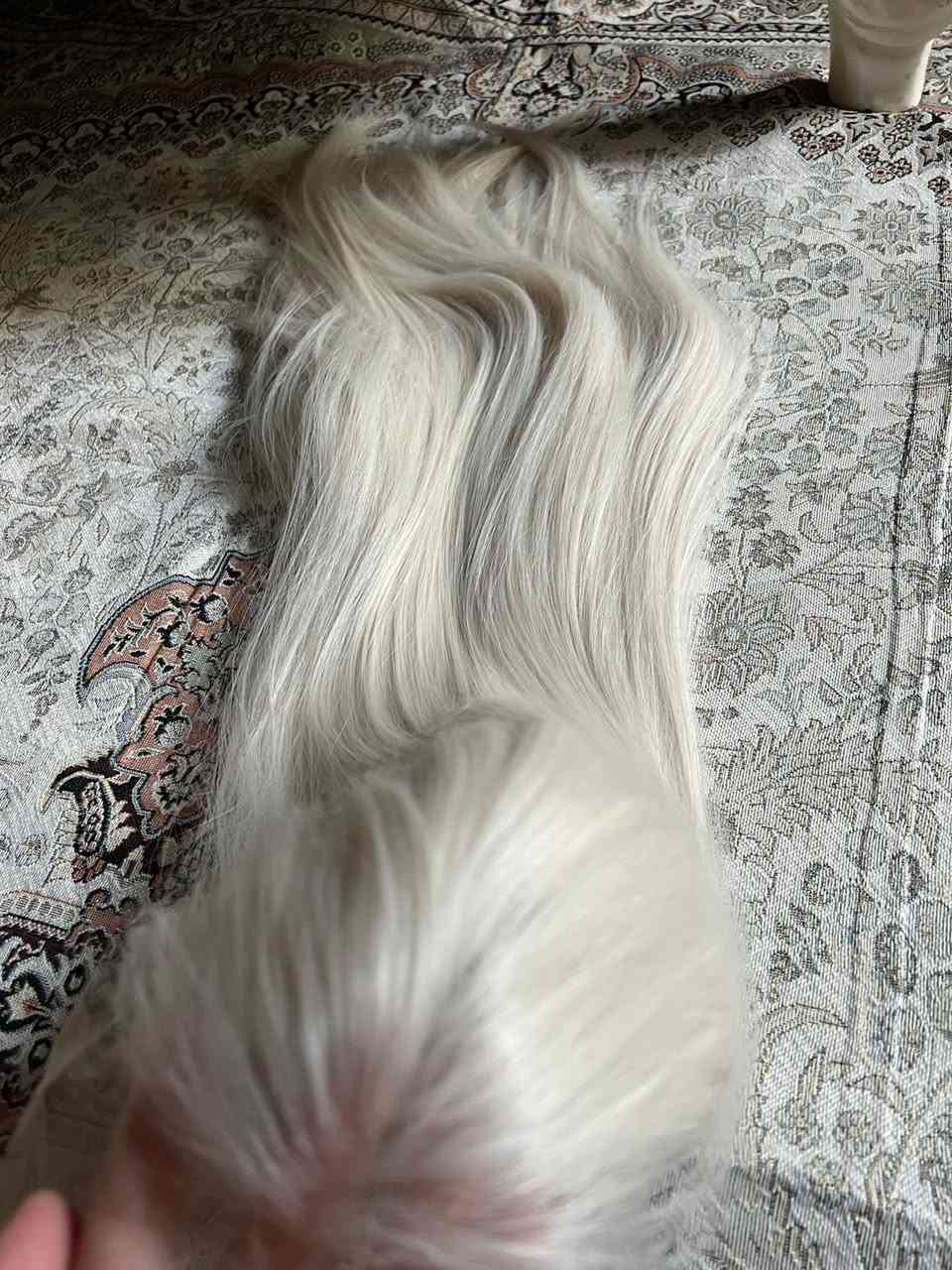 باروكة الياف فل شبكة طول 80 تنفرك كل الاتجاهات تنغسل تنكوي تتشسور سعرها 25


**إذا كنت صاحب هذا الإعلان وتريد حذفه لأي سبب، رجاءا أرسل رسالة إلى الدعم الفني**