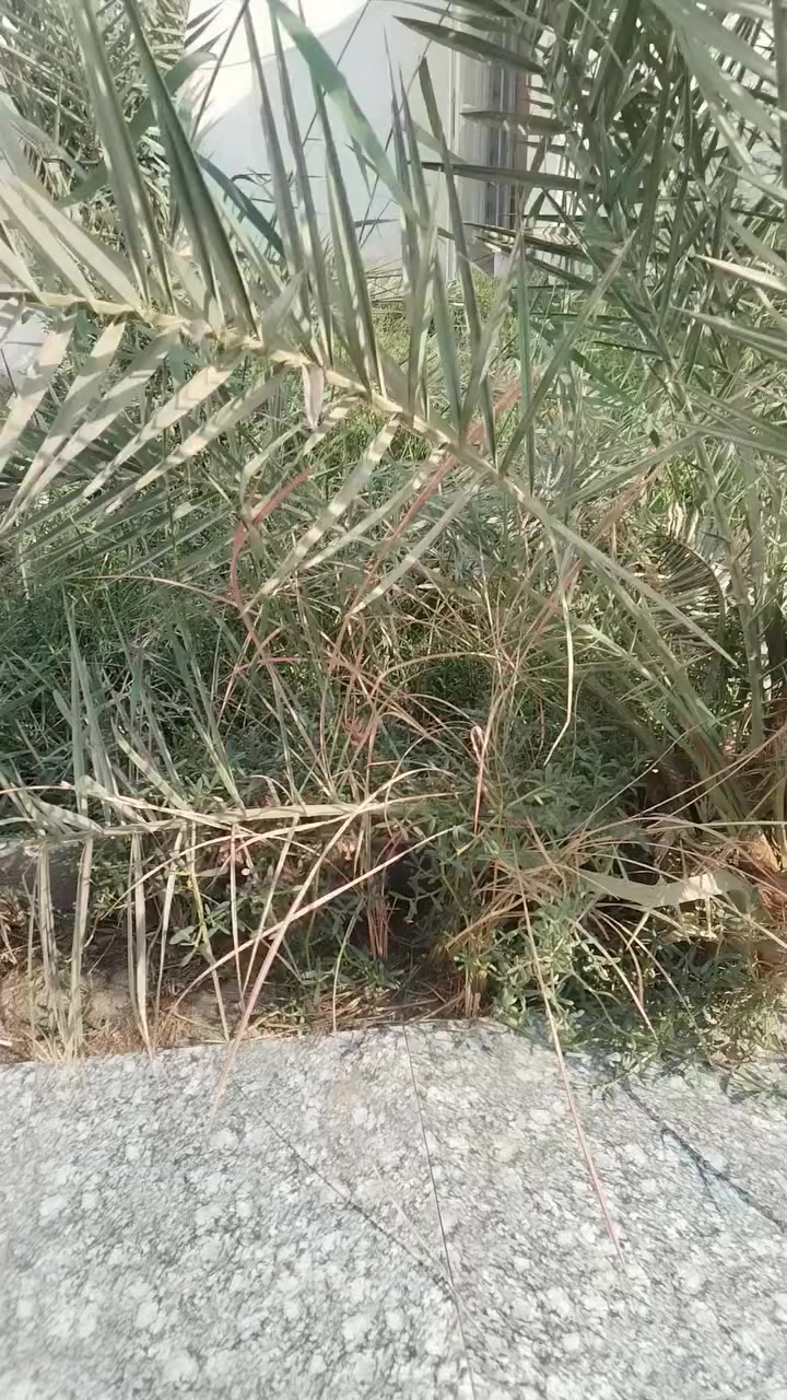 تنظيف الحدائق تقليم الأشجار
تنظيف السطوح
رقمي ***********
